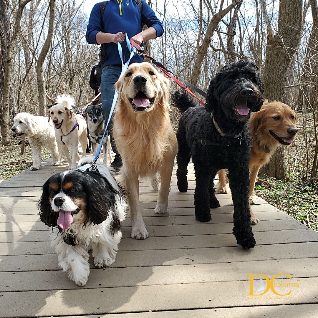 DC Dog Sitter tweet media
