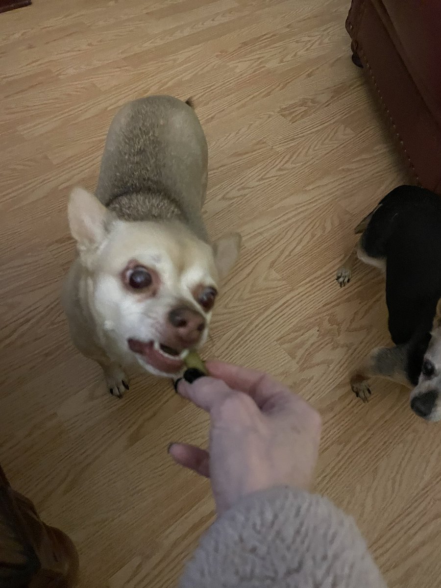 Juliean59275211's tweet photo. Weez wuvs da gween beans yummy π #dogsoftwitter #catsofTwitter #dogs #chuhuahua #vegetables #greanbeans https://t.co/7dUGuQe0rO