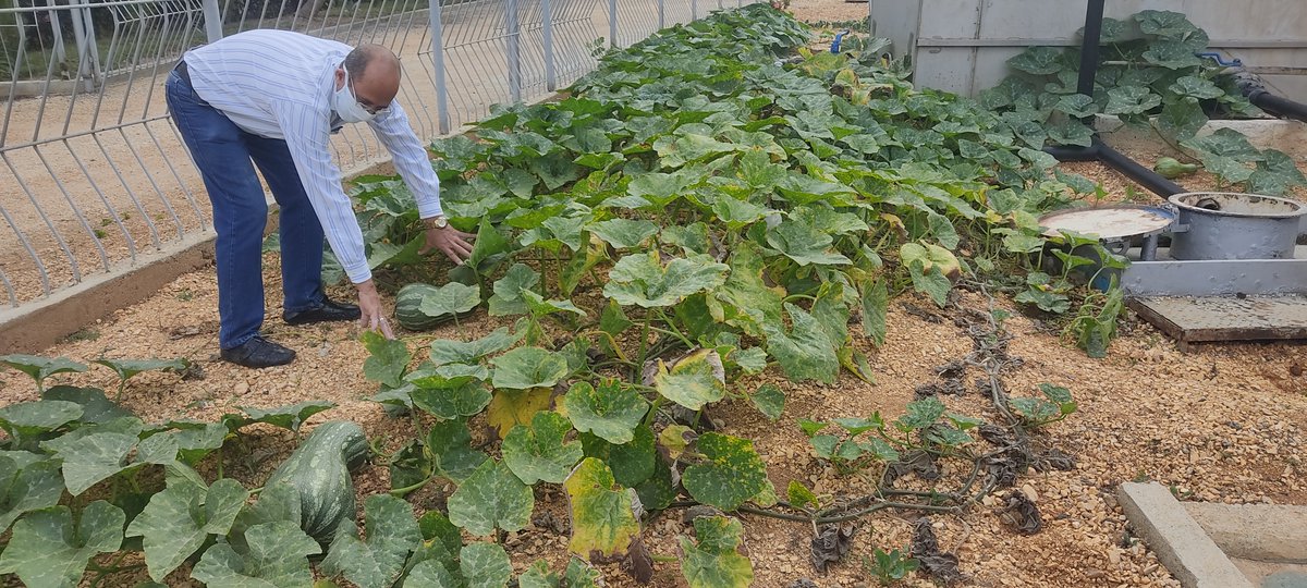 No entiendo porqué en Cuba está tan cara la calabaza. Aquí en nuestro polígono tenemos dos plantas bien cuidadas que son 100 % orgánicas. Hoy conté 25 calabazas de una buena variedad con peso estimado de 10 kg por fruto. Eso es 250 Kg en primera cosecha. Diganme que opinan.