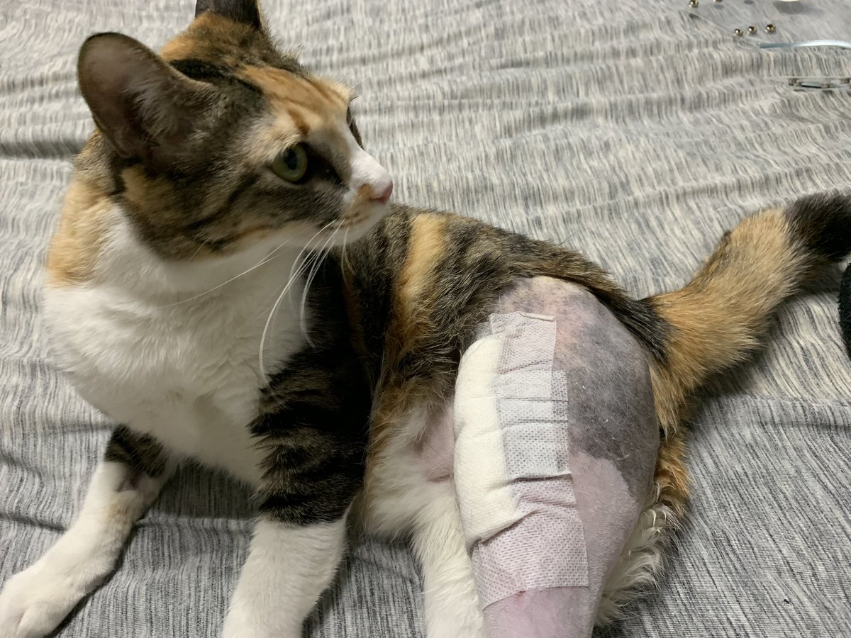 komari0825's tweet photo. 小鞠さん体調面は元気です☺️！

足はまだ腫れてて
熱をもってるので
毎日数回アイシングをしてます☺️

今は骨折した脚を使って
歩行しております！！！ https://t.co/jB8i5oJF0d