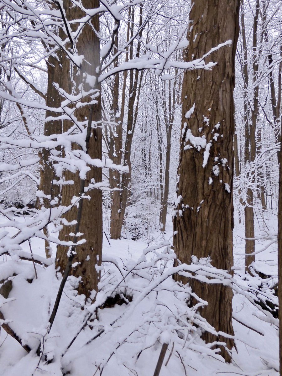 zebeszebra's tweet photo. At least it looks pretty. For now. #NotQuiteSpring https://t.co/n5Fknnv9ZO