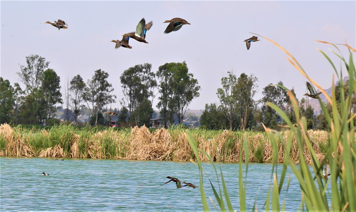 EspejoTlahuac's tweet photo. #Tlahuac tiene en sus fronteras algunos territorios ejidales de Milpa Alta, Xochimilco, Chalco e Iztapalapa
#Tulyehualco tiene parte de su ejido junto al de Mixquic, Ixtayopan y Tláhuac, donde alguna vez existió el #LagoDeChalco
Puerta de entrada a la región de los volcanes👇🏽 https://t.co/YvmyqmXfCT
