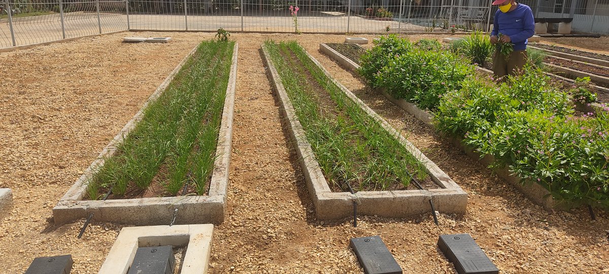 Igual tenemos especies aromáticas para sasonar las comidas. Diariamente enviamos al comedor las mismas. Son 100 % organicas.Tienen sistema de riego por goteo que funciona con el agua que sobra de las prácticas de #aguaYSaneamiento y funciona con bomba solar.