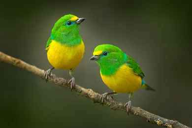 PhotoRepository's tweet photo. I did find two while visiting the beast's domain, yes.

//Photo actually taken by Shutterstock, just so we're clear https://t.co/cWHtGbQIsB