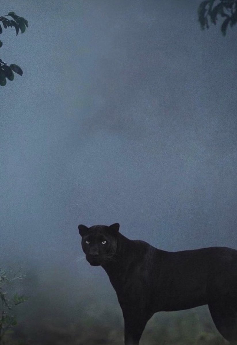 CryptoWizardd's tweet image. Il find the next x 100 x 300

Give me some time. U dont find gems randomly . They need research

Coming at ya soon