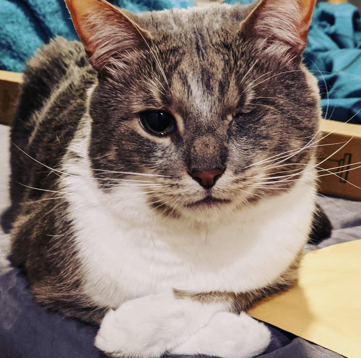 TheKatKashi's tweet photo. I'm not very good at prayin paws but sending love and support to @Joey_Taranto during this tough time. https://t.co/zJSwmJiDjR