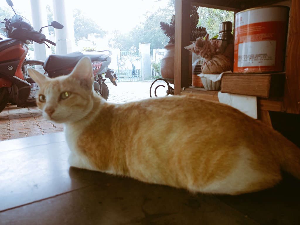 @Sheela44207546 @chennai Stray Pregnant Cat Adoption Appeal About to Litter Please #RT Help #chennai #TamilNadu #Adyar #Cat #adoption #catsarethebest #bestcatintheworld #mycatmakesmehappy #happyCathappylife