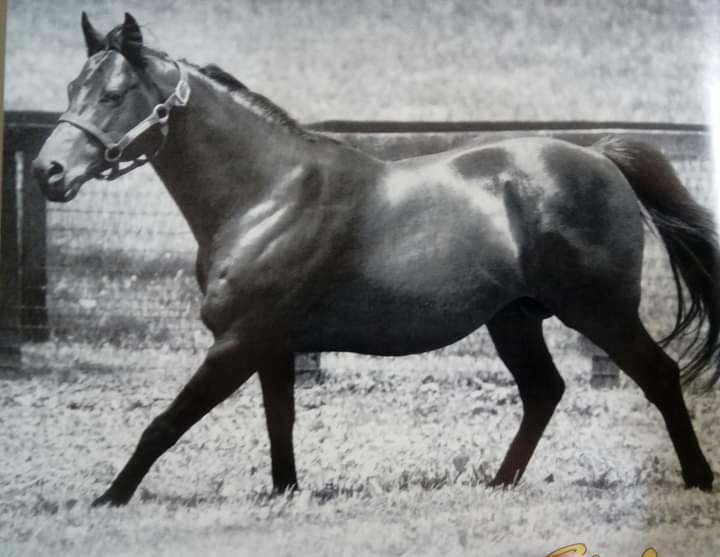 HORSERACING1002's tweet photo. GO FOR GIN (CORMORANT) #GoforGin
1991-2022. 1994 @KentuckyDerby winner. Sired 12 sw. Albert The Great was his best. Stood at @claibornefarm , Bonita Farm pensioned at Kentucky Horse Park. https://t.co/ejdWAc6ULf