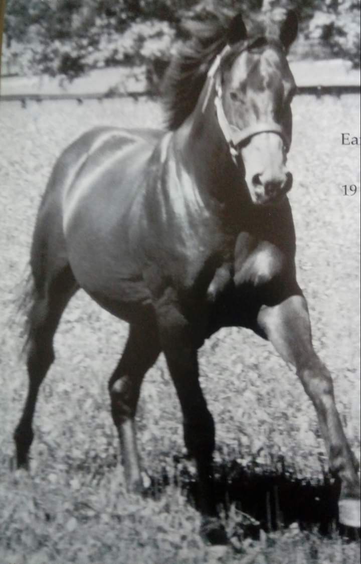 HORSERACING1002's tweet photo. GO FOR GIN (CORMORANT) #GoforGin
1991-2022. 1994 @KentuckyDerby winner. Sired 12 sw. Albert The Great was his best. Stood at @claibornefarm , Bonita Farm pensioned at Kentucky Horse Park. https://t.co/ejdWAc6ULf