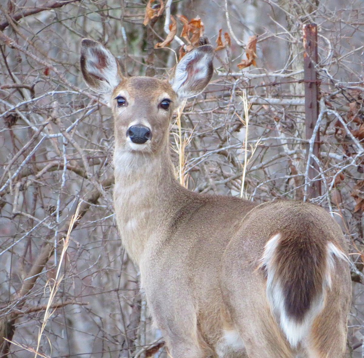 BRNidBAMAgrl's tweet image. #cameraplay