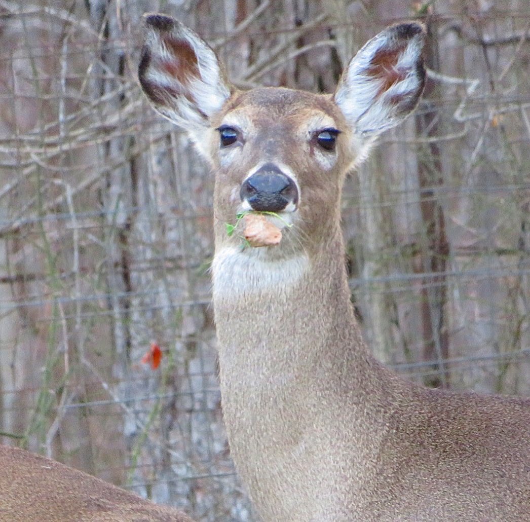 BRNidBAMAgrl's tweet image. #cameraplay