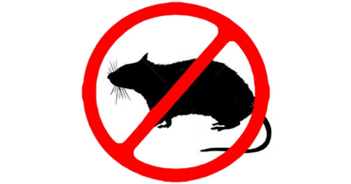 BillChe43677296's tweet photo. This is because of the huge flaw in the Animal Welfare Act which also causes it to not work: it protects warm-blooded animals with the exception of mice, birds, and rats (Animal Welfare Institute). #39canimals https://t.co/1auwvJee6Q