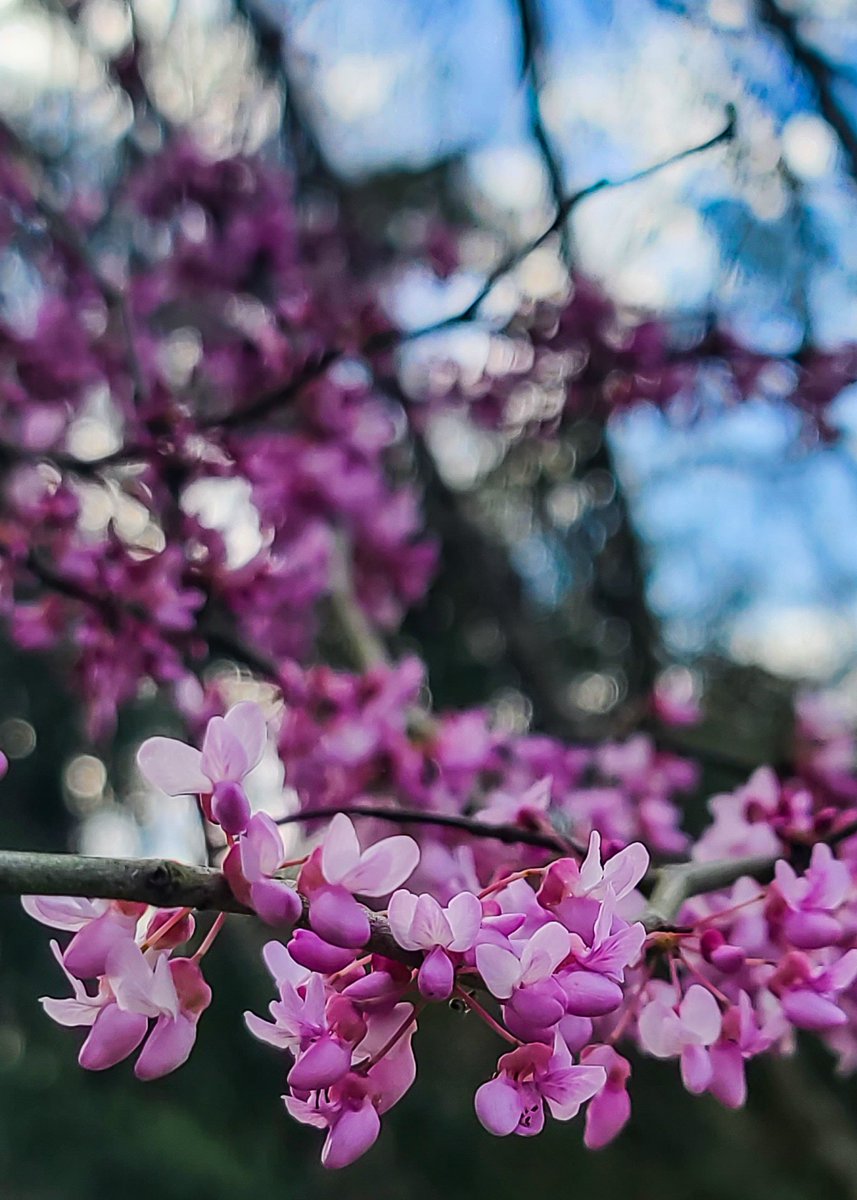 VVValderas's tweet photo. Texas redbud trees are blooming. You'll probably be seeing quite a few Tweets from me about this. Spring is near!
@tcbooster
@ipigs
#redbud #trees #SpringIsComing #buddingtrees #tree #blossom #bloom #nature #naturelovers #NaturePhotography https://t.co/BbTQoJtOpA