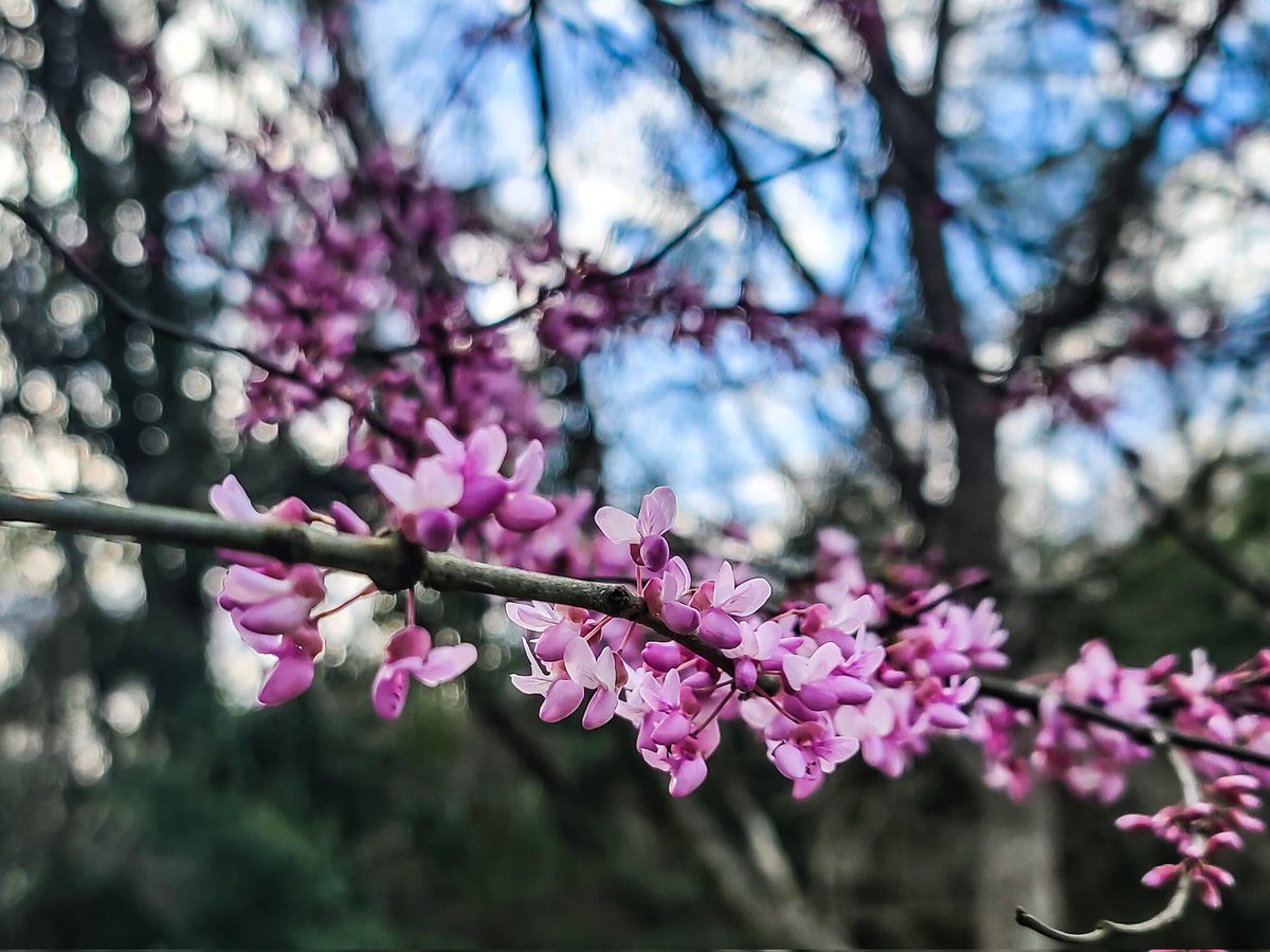 VVValderas's tweet photo. Texas redbud trees are blooming. You'll probably be seeing quite a few Tweets from me about this. Spring is near!
@tcbooster
@ipigs
#redbud #trees #SpringIsComing #buddingtrees #tree #blossom #bloom #nature #naturelovers #NaturePhotography https://t.co/BbTQoJtOpA