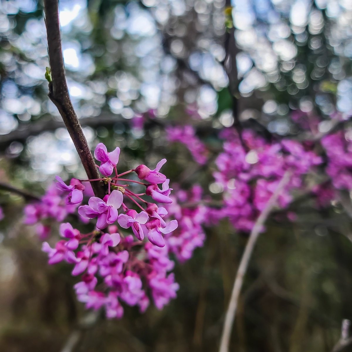 VVValderas's tweet photo. Texas redbud trees are blooming. You'll probably be seeing quite a few Tweets from me about this. Spring is near!
@tcbooster
@ipigs
#redbud #trees #SpringIsComing #buddingtrees #tree #blossom #bloom #nature #naturelovers #NaturePhotography https://t.co/BbTQoJtOpA