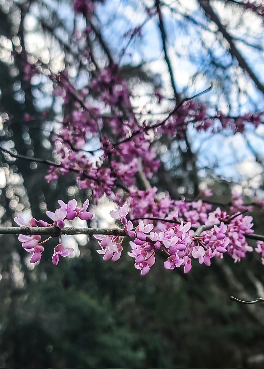 VVValderas's tweet photo. Texas redbud trees are blooming. You'll probably be seeing quite a few Tweets from me about this. Spring is near!
@tcbooster
@ipigs
#redbud #trees #SpringIsComing #buddingtrees #tree #blossom #bloom #nature #naturelovers #NaturePhotography https://t.co/BbTQoJtOpA