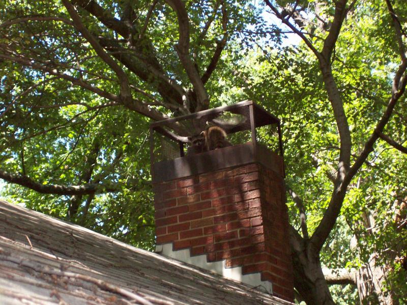 aTrapPro1's tweet photo. "Trappro came highly recommended by a friend. They were all so nice and easy to work with. The office staff were great in communicating with me for scheduling and billing, and the #repair #techs did a great job. Could not have been easier. Thank you!"
- L.D in Rockville, MD https://t.co/PRpTEWsisB