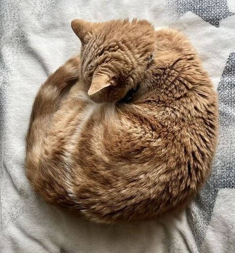 アンモニャイトでお昼寝の猫→「この後とんでもないことをしでかすつもりだ」 堂々の宣戦布告に「おいおいおい」と飼い主もツッコミ https://t.co/VCXNhAfmgO @itm_nlabより