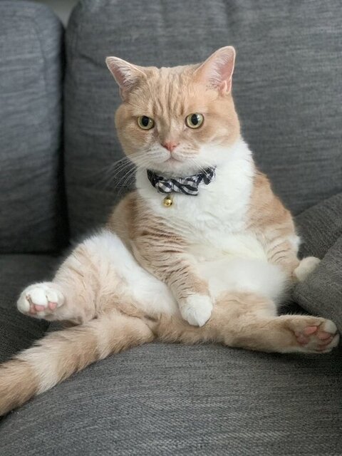 アンモニャイトでお昼寝の猫→「この後とんでもないことをしでかすつもりだ」 堂々の宣戦布告に「おいおいおい」と飼い主もツッコミ https://t.co/VCXNhAfmgO @itm_nlabより