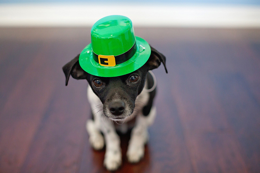 cl_atlanta's tweet photo. ATL BREWS: St. Patrick's Day celebrations are go!
Get the 411 on #Atlanta beers and breweries 🍀
CL Columnist: Jill Melancon
Photo: Pixabay
Continue reading at https://t.co/VkIu63bBrp
.
.
.
#ATL #ATLbreweries #brewery #stpatricksday https://t.co/bqTeaBCmYI