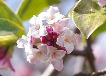 香りのある花 Twitter Search Twitter