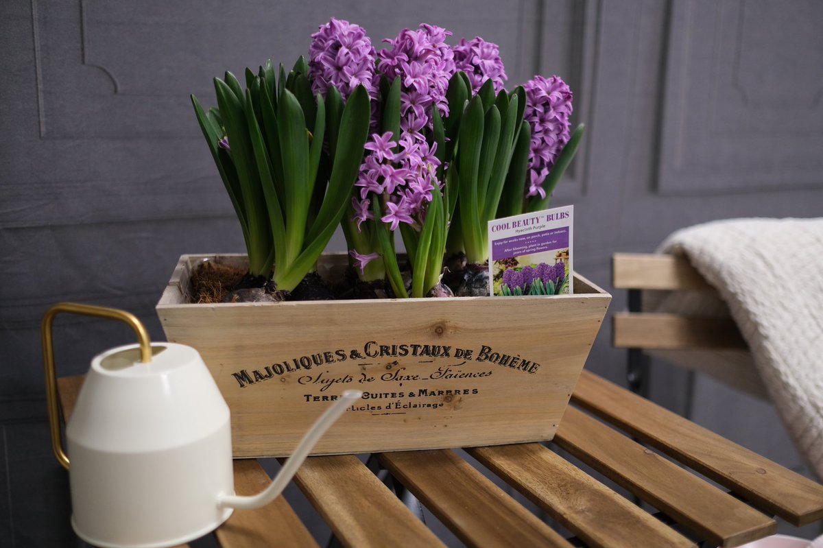 BellNursery's tweet photo. Gorgeous hyacinths strutting their stuff and smelling devine! Cool Beauty Bulbs at your local Home Depot and soon to be available online at https://t.co/xA2w1kgjI7 search Bell Nursury! #atthehomedepot #coolbeautybulbs #hyacinth @brettguthrie8 @brianfrombell https://t.co/7mGdXnKdXs
