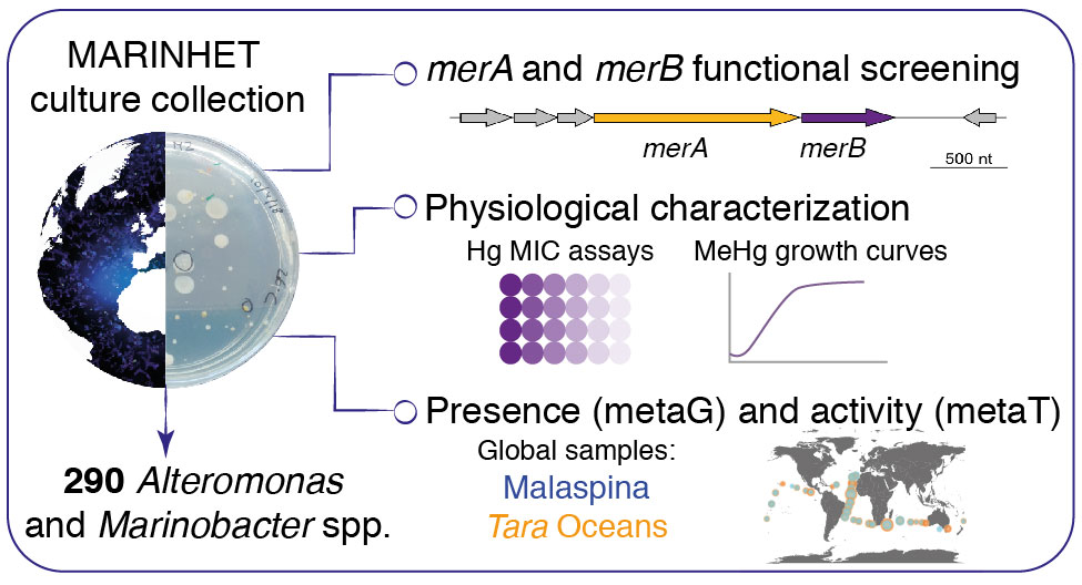 AcinasL's tweet photo. Check out our new paper on the distribution and capacity of heterotrophic bacteria to mercury degradation in the open ocean @EnvSciTech
lead by @EMM_Barcelona @ICMCSIC
with Dr. Isabel Sanz-Sáez, @jandriugarcia
@CarlaPerGar @el_pableras
and @UABBarcelona with Dr. Olga Sánchez. https://t.co/1gqpeQUrdo
