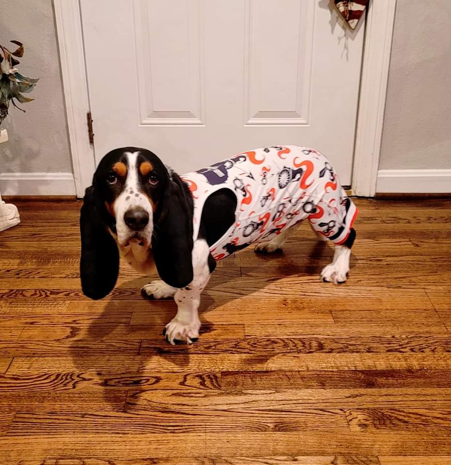 PPExpressLawn's tweet photo. Bob the bassett 🐶 emerged to see his shadow and predicted 1️⃣1️⃣ days until spring 🌷 get your flip flops ready and let us do the mowing❗
#lawncare #cincinnati https://t.co/pgI6Mqg2SN