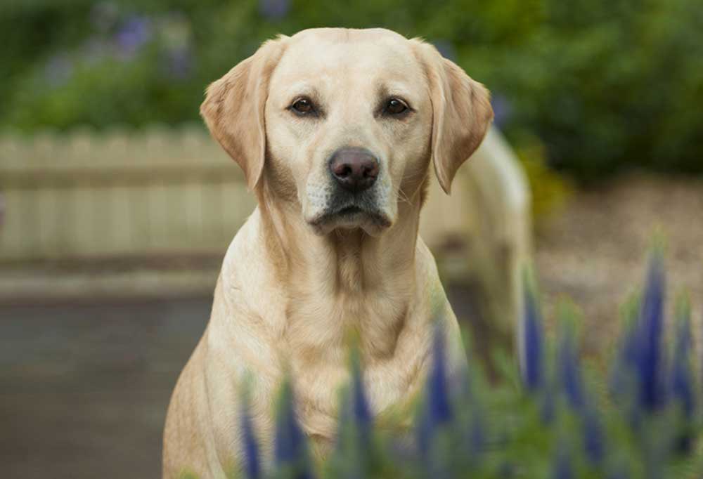AKLegAsDogs's tweet photo. Liz Snyder, Anchorage (D)
Yellow Lab https://t.co/3laZwf0wML