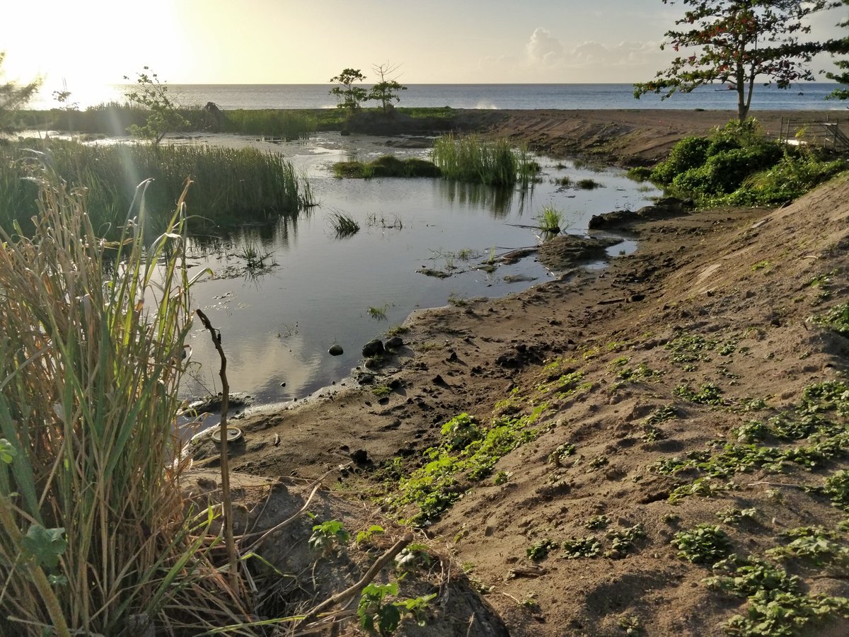 buckleypr2's tweet photo. Montserrat lost its only 2 wetlands, 1 to volcano. Now it has a new one thanks to funding by @Darwin_Defra through @Natures_Voice 
 First visit today - 3 species described as rare on Montserrat- blue-winged teal, little blue heron and sora.  Great work by local teams https://t.co/L1ADcabOfI
