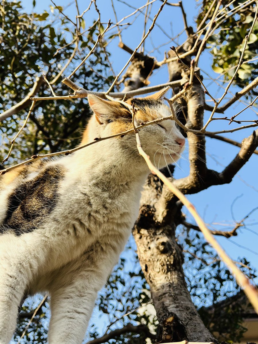 TigerKittyNyaa's tweet photo. スリスリアピールしてくれました😍

#野良猫
#地域猫
#外猫
#みけねこ https://t.co/IbwYOFZBbG