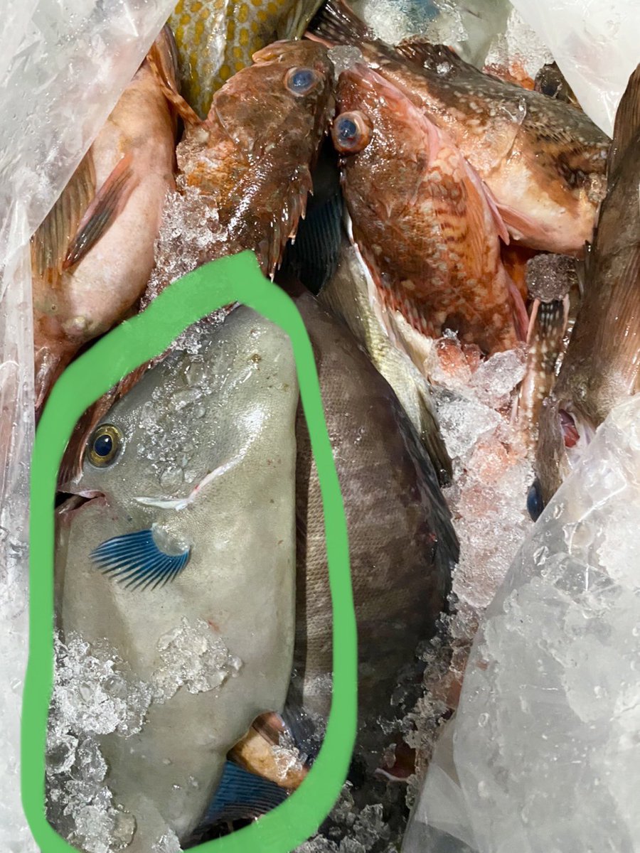 ウマヅラハギ Twitter Search Twitter