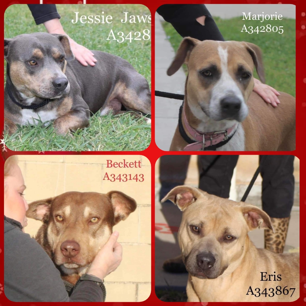 🆘 URGENT 🆘
Jessie, Marjorie,Beckett &amp; Eris are in GRAVE DANGER at #CorpusChristi Animal Shelter☠️

DEADLINE 💉 is TUE at 8am - they DESPERATELY need EVERYONE to #PLEDGE &amp; #RETWEET🙏

LOW #PLEDGES = NO rescue interest 💔

PLEASE HELP US TO SAVE THEM FROM A NEEDLESS DEATH 🙏