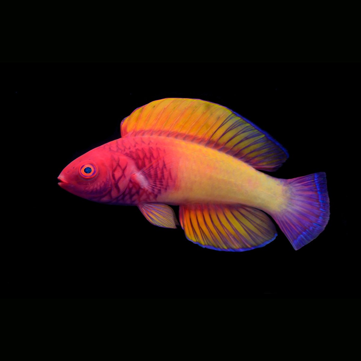 The rose-veiled fairy wrasse, everyone—a fish that by any other name would be just as beautiful. 🌹 This new-to-science species from the Maldives is brought to you by <a href="/CoralReefFish/">Luiz Rocha, PhD</a>, <a href="/FishGuyKai/">KaiTheFishGuy</a>, <a href="/FishMcFishyface/">Joe Rowlett</a>, &amp; <a href="/MMRI_Maldives/">Maldives Marine Research Institute</a> biologist Ahmed Najeeb: bit.ly/3hVJXBO