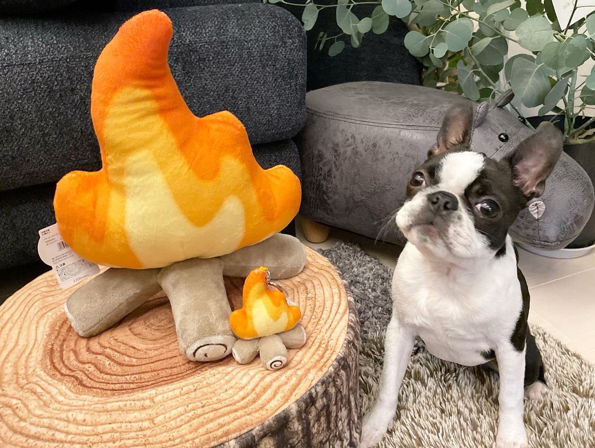 sizque's tweet photo. もちろん大きい焚き火のクッションも、買いました！可愛すぎる…♡

https://t.co/W8U7OJTGfc NICI　ニキ　焚き火のぬいぐるみ　ボンファイアー30cm　お庭deグランピング　【あす楽】 | ROOM https://t.co/F5iCkeWrrg