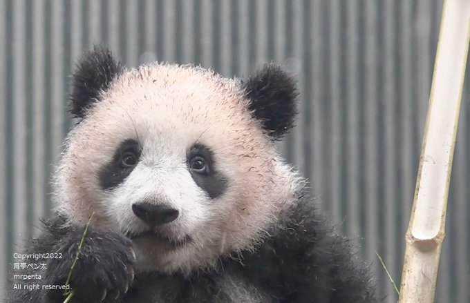 上野動物園のtwitterイラスト検索結果 古い順