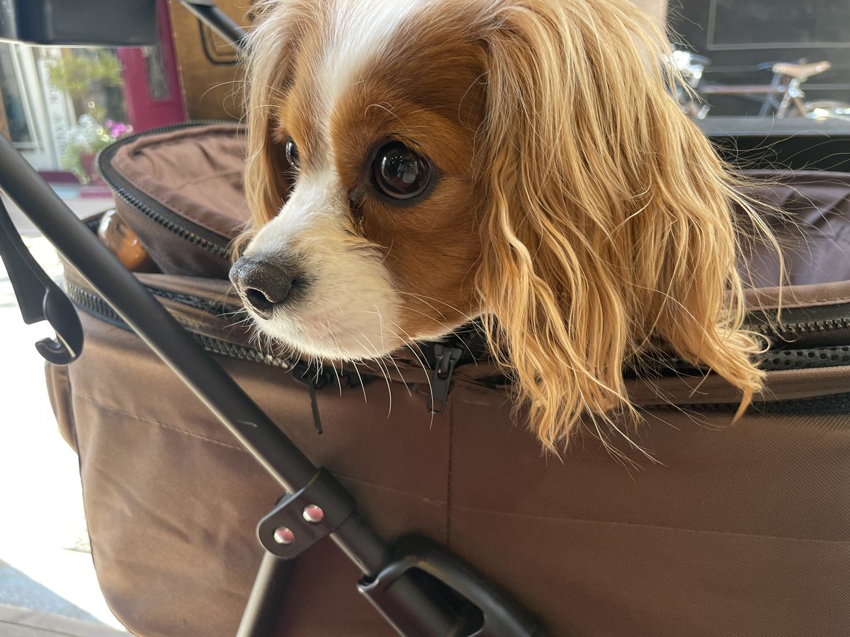 キャバリアは番犬になりません 多方面から念を押される おっとりかわいいキャバリアの あるある Togetter