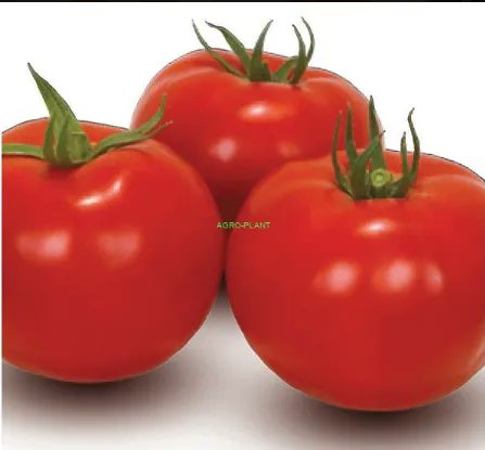 Wracam na 'wielkiklejnot' posadzic 4000 pomidorow i dupe na plastikowym tronie 💺wracam do przyjaciol 🔥❤🔥