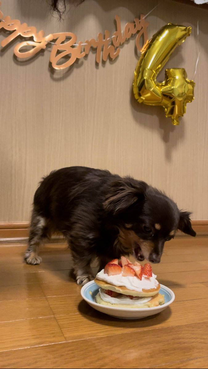 hrkyin10's tweet photo. ストック4歳🍰アルちゃん3歳の誕生日無事��迎えられました🐶後は、夏にりっちぃが3歳🍰早いなぁ…🐱 https://t.co/BoxLLa9acv