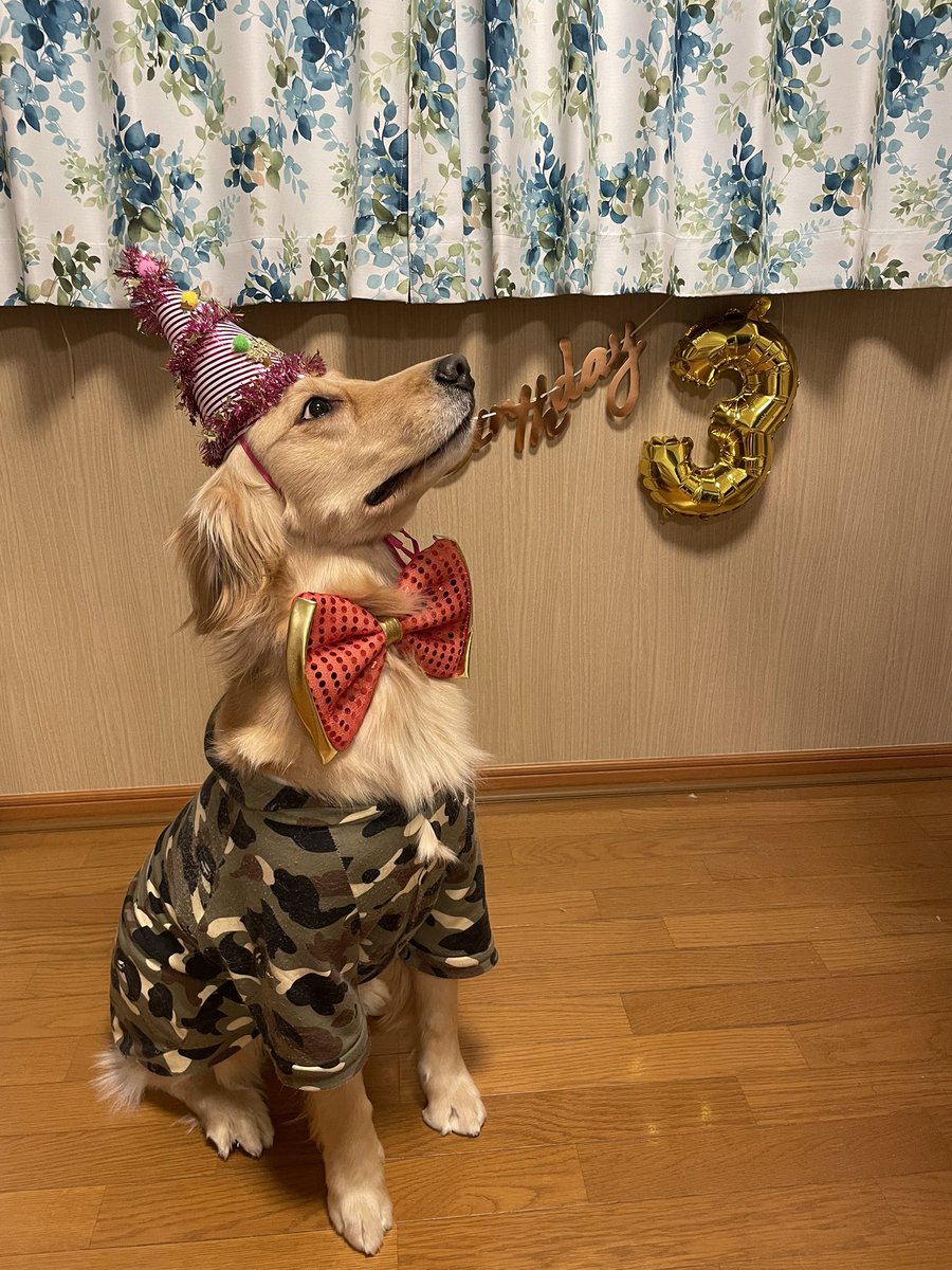 hrkyin10's tweet photo. ストック4歳🍰アルちゃん3歳の誕生日無事��迎えられました🐶後は、夏にりっちぃが3歳🍰早いなぁ…🐱 https://t.co/BoxLLa9acv