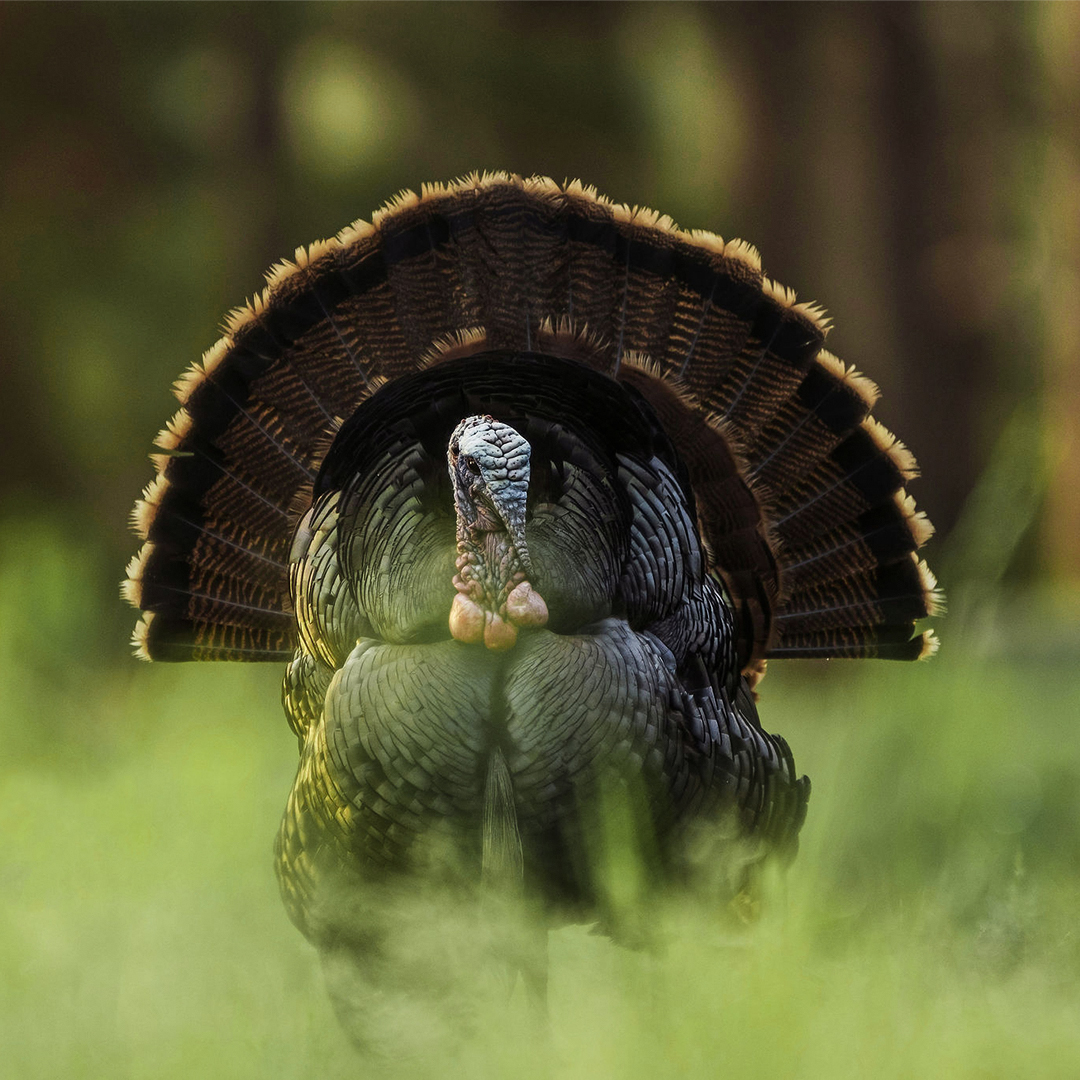Realtree's tweet photo. This year #HuntWithAnEDGE https://t.co/vaaoVfjOhu