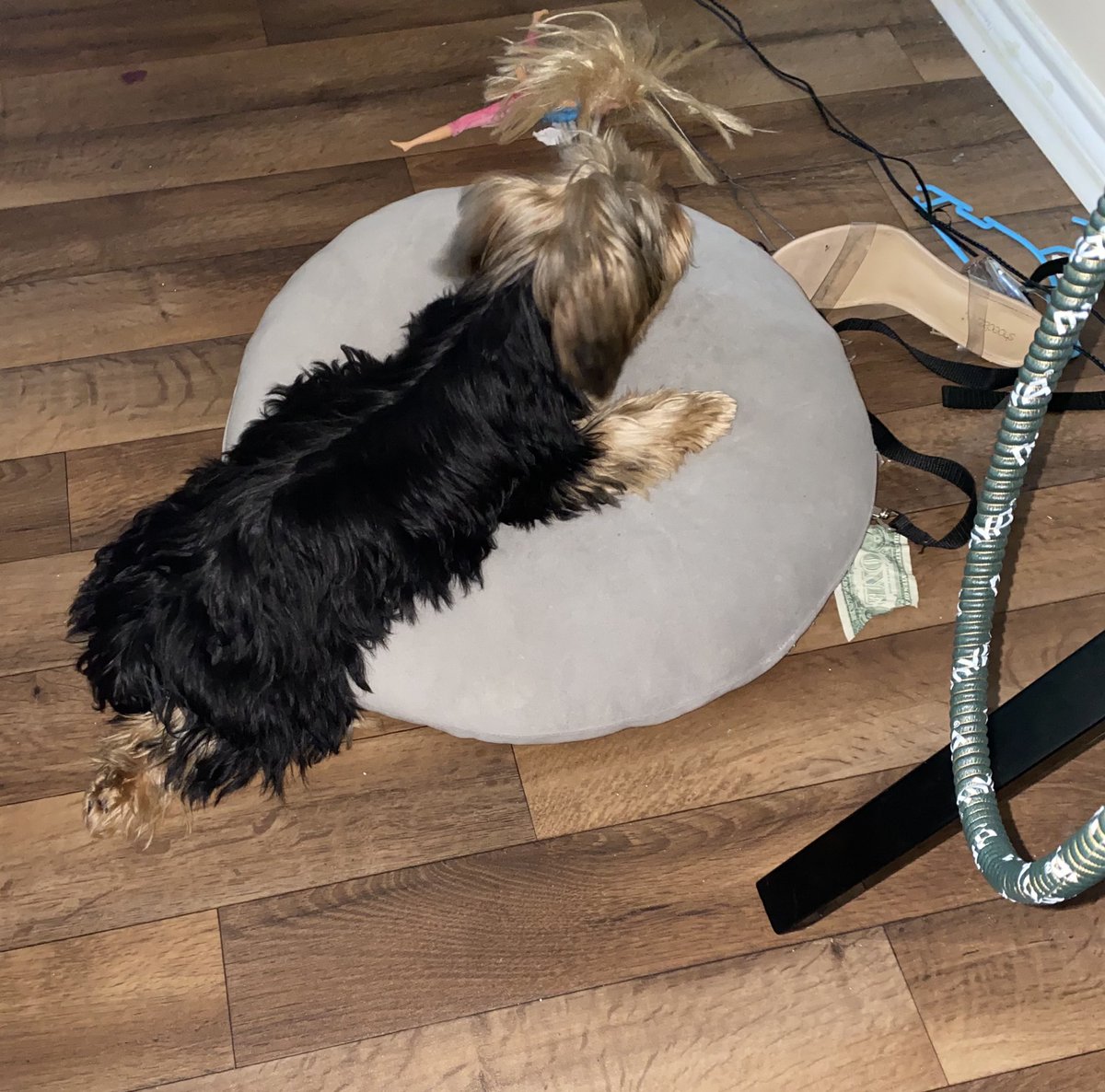 My dog be having wilders days than I do nights 🤣