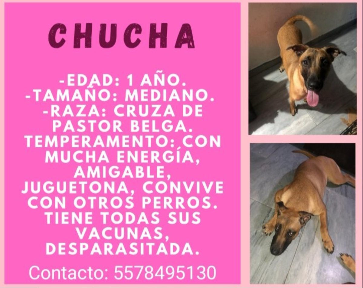 #AdoptaNoCompres 
info en el cartel y con <a href="/Jhonforge2/">Jhon_forge</a> 
🐶🐶🐶
#MX #Mexico #CadaPatitaCuenta #UnHogarParatodos
