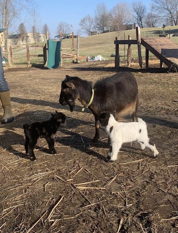 elias_kleinert's tweet photo. There’s nothing like coming home to baby goats! https://t.co/QHi1gspEAy