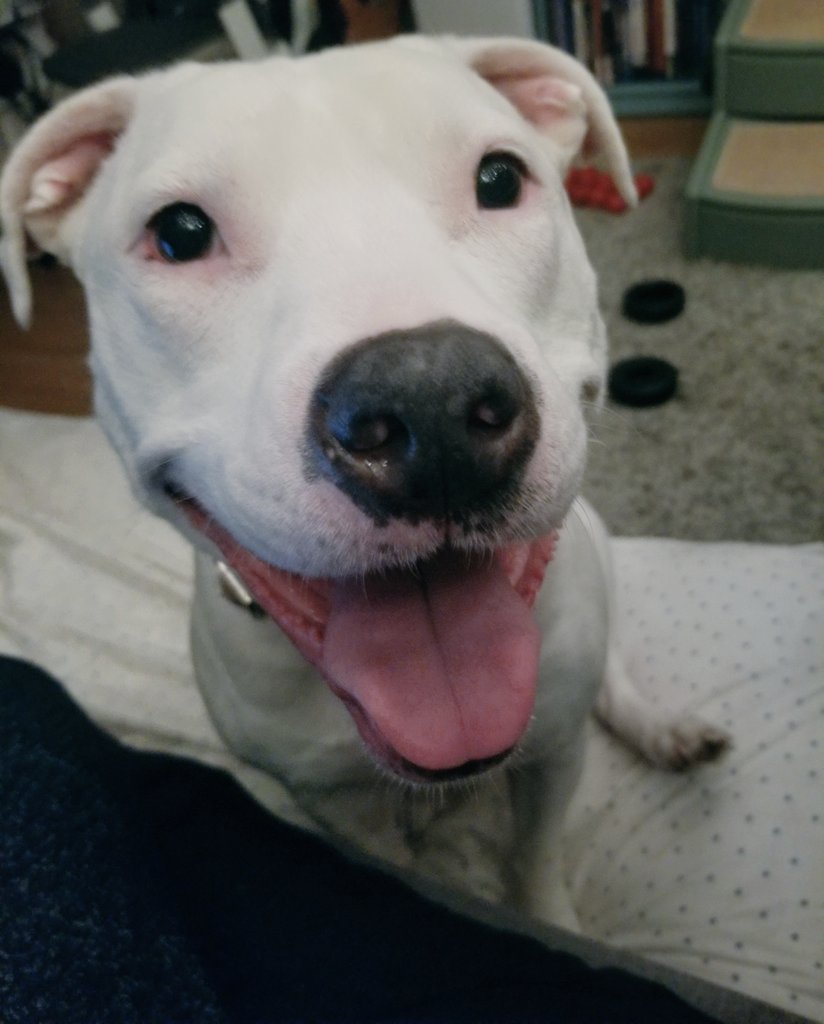H_E_Saunders's tweet photo. Apparently it is dinnertime. #AssistantProofreader https://t.co/cSRqpVv0lY
