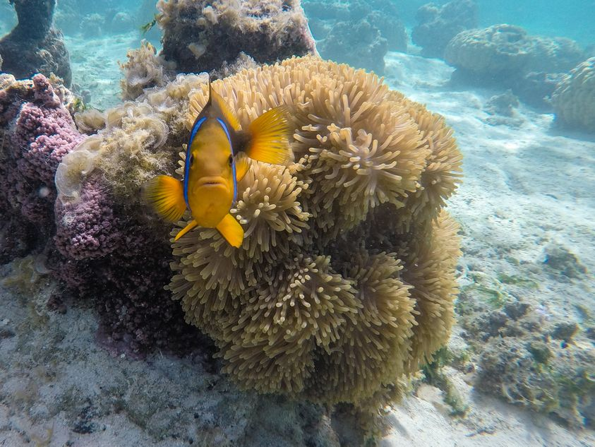 love this grump-looking anenome fish, perhaps it's sting repellent just failed? Or was it unhappy about me taking its photo?