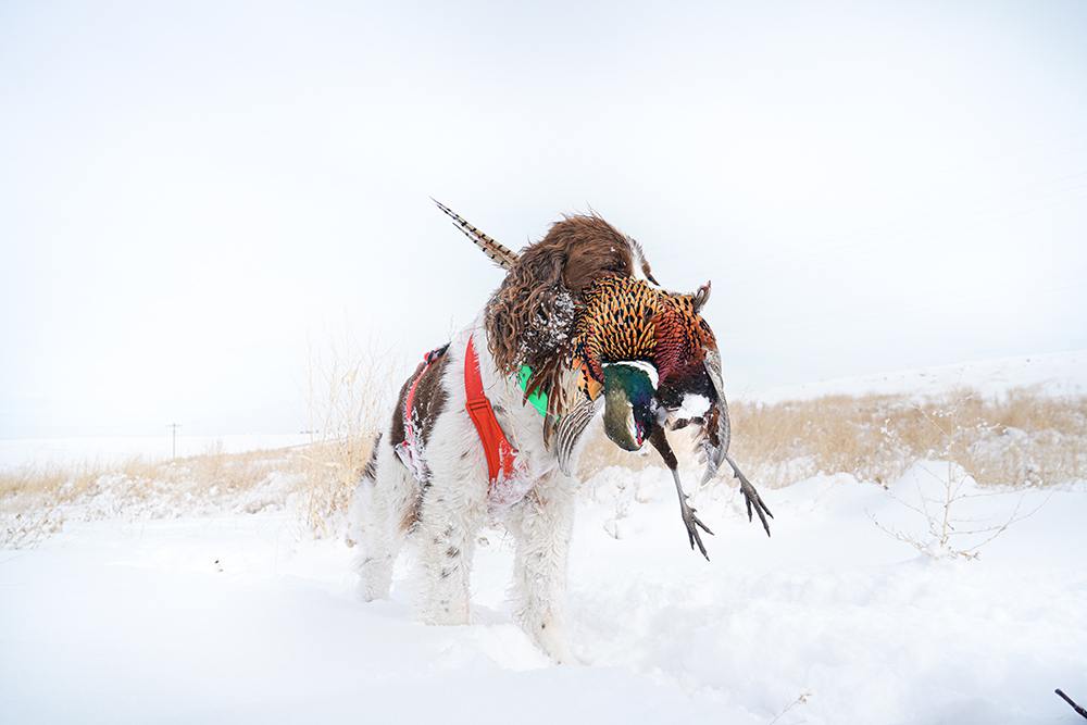 Strungmag's tweet photo. Who will be at @pheasants_forever Pheasant Fest and Quail Classic in Omaha this weekend?! Come find us at booth 1716! 

#tiedtonature #strungmag #pheasantfest #quailclassic #uplandhunting #thegoodlife https://t.co/MOFjPvdWuQ