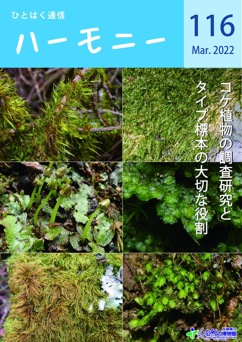 コケを時々つつくオボッチャマンでございます Penginmura Koke Twitter
