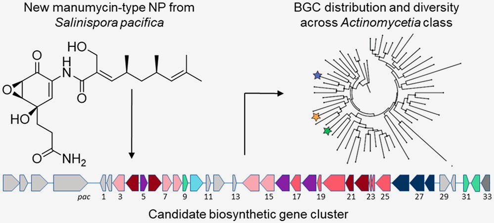 Our work led by (the amazing) Gabe describing a new manumycin-type compound— pacificamide!— and its unique &amp; interesting gene cluster from the marine actinobacteria Salinispora is out now: tinyurl.com/pacificamide 🦠⚗️🧬