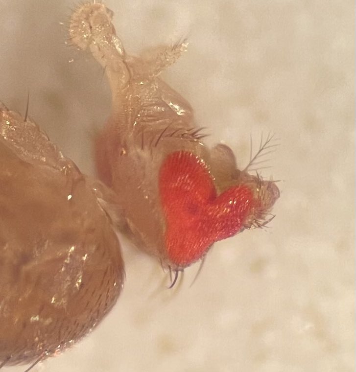 KathMCunningham's tweet photo. I thought it was a strange spontaneous mutant but my lab says it’s a just missed Valentine’s Day opportunity #fruitflyart https://t.co/2i1PfBbSj5